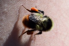 Bombus cullumanus