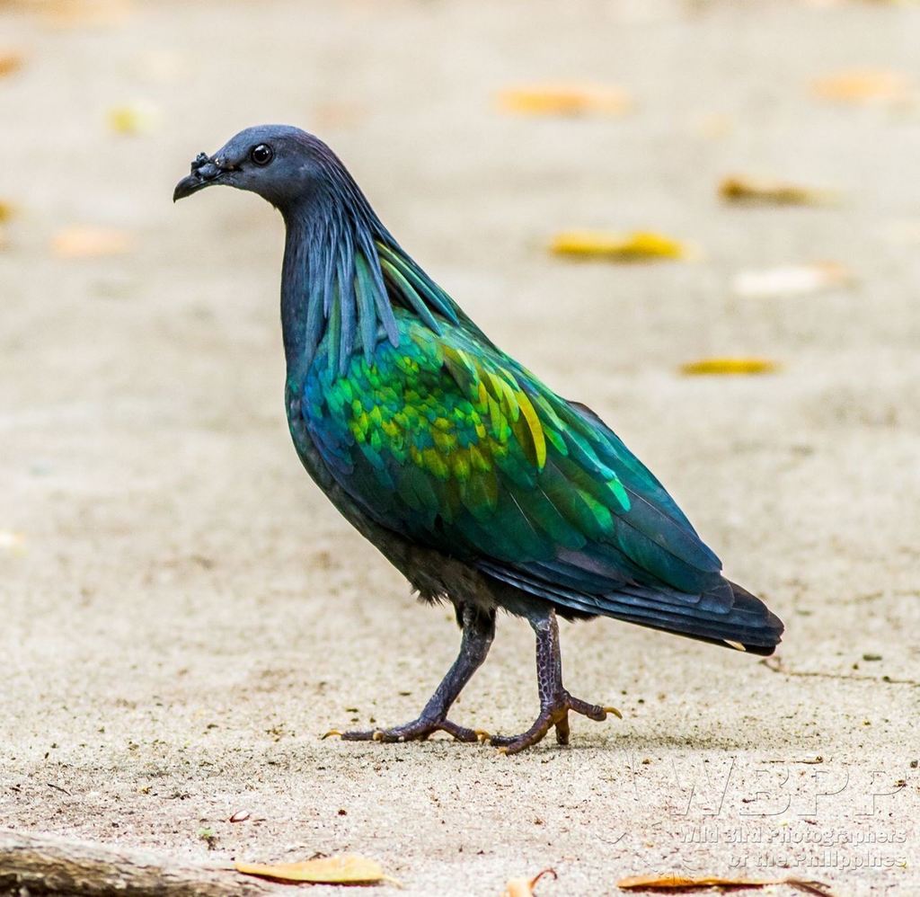 Nicobar Pigeon and allies