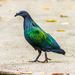 Nicobar Pigeon - Photo (c) kdonbo, some rights reserved (CC BY-NC)