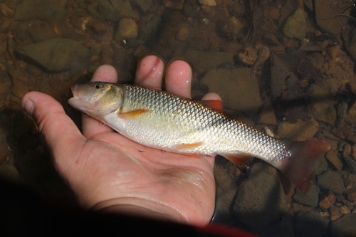 Redtail chub (Nocomis effusus) — Cyprinidae — 2