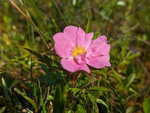 Image of Rosa nitida by no rights reserved