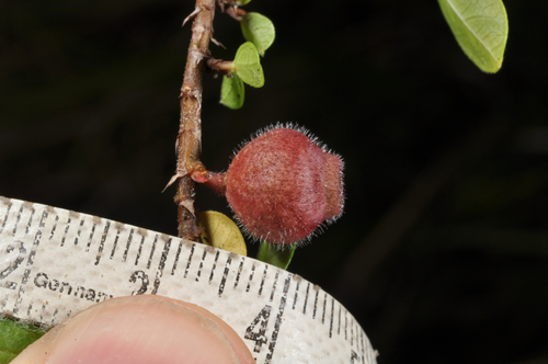 Ficus vaccinioides