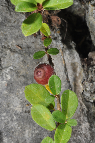Ficus vaccinioides