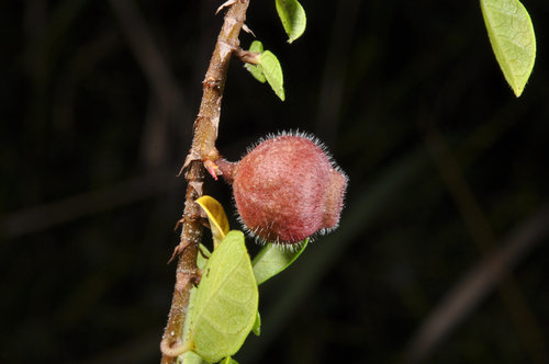 Ficus vaccinioides