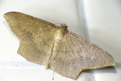 Krananda falcata