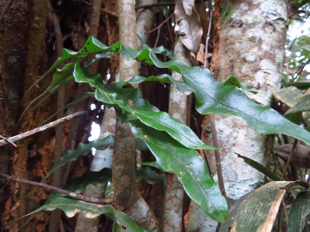 Lepidomicrosorium superficiale