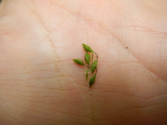 Media resource of Carex arctata