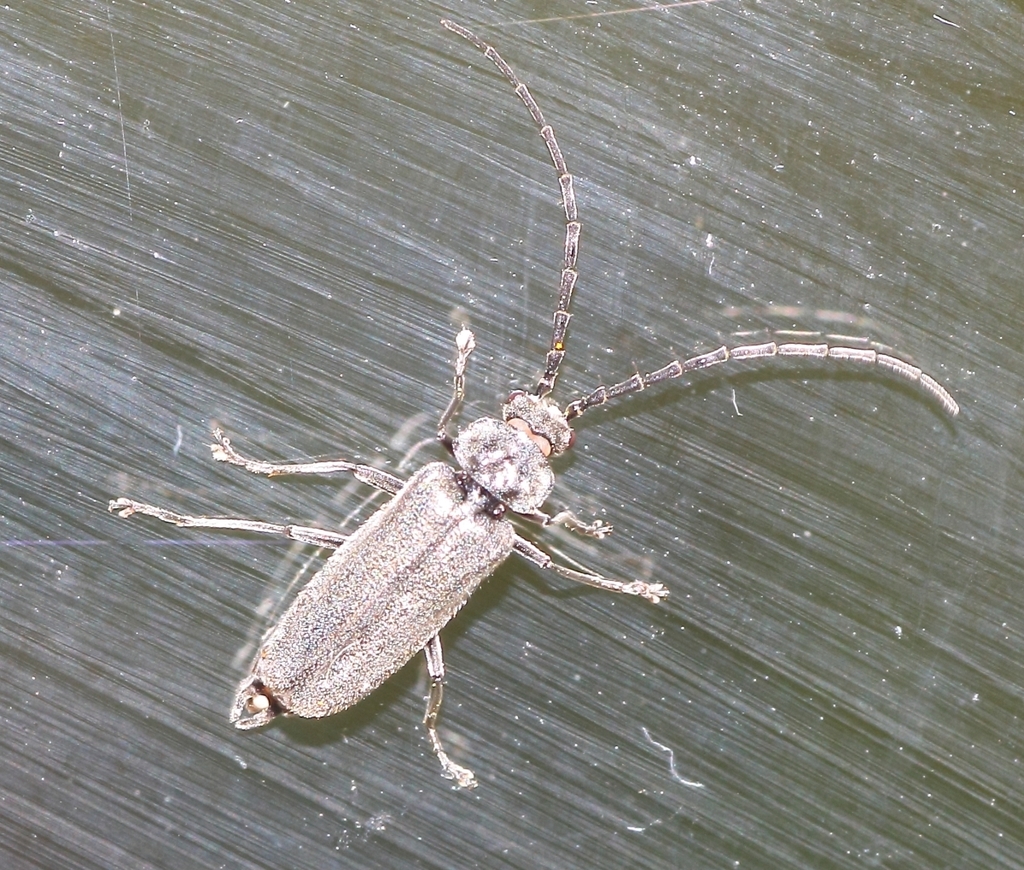 Afronycha fumosa