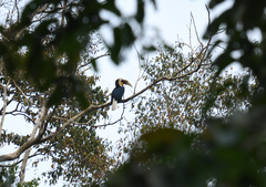 Rhyticeros undulatus