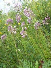 Allium rubens