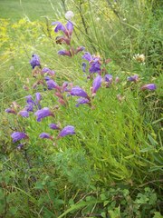 Dracocephalum peregrinum