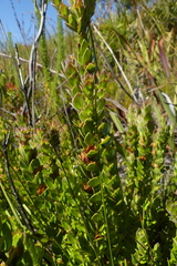 Geissoloma marginatum