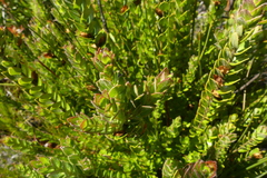 Geissoloma marginatum