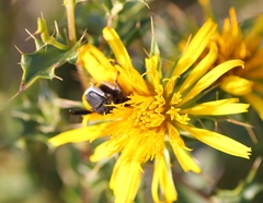 Berkheya spinosa