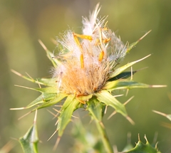 Berkheya spinosa
