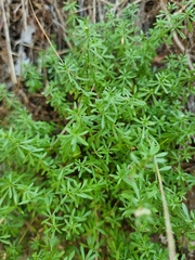 Galium productum image