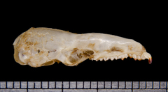 Goodwin's Broad-Clawed Shrew photo 4