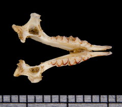 Goodwin's Broad-Clawed Shrew photo 5