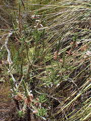 Erica perspicua perspicua