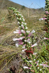 Erica perspicua perspicua