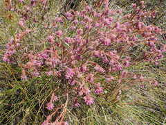 Blaeria