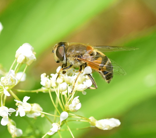 Eristalis similis