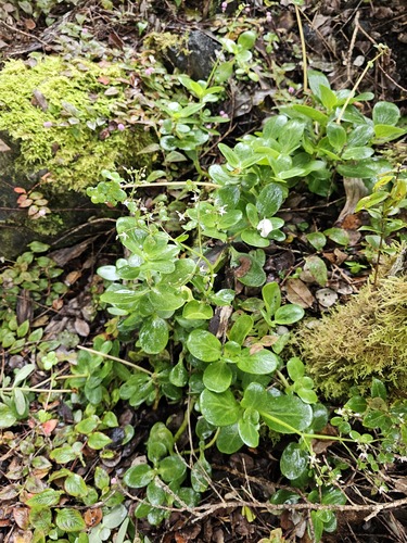 Crassula multicava observed 2023-07-05