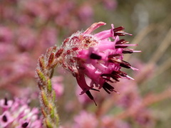 Blaeria