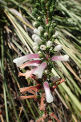 Erica perspicua perspicua