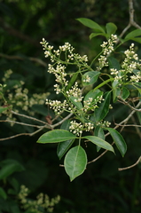Turpinia ternata