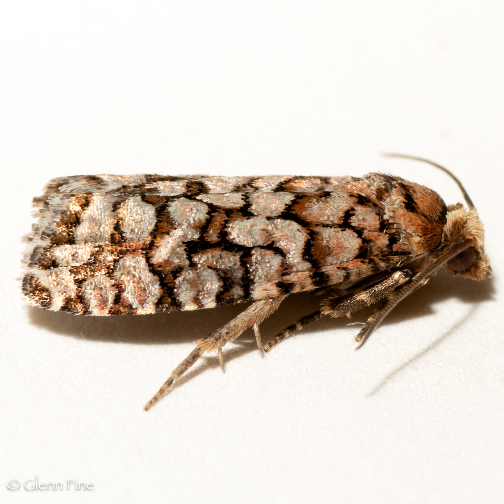 Fir Coneborer Moth