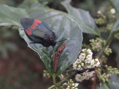 Eucorydia dasytoides
