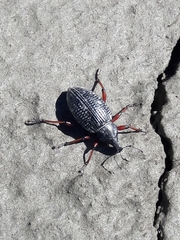 Cylydrorhinus angulatus