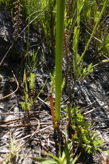 Bobartia parva