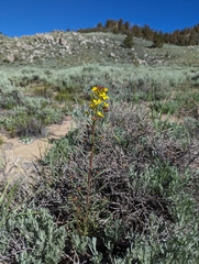 Erysimum capitatum var. purshii