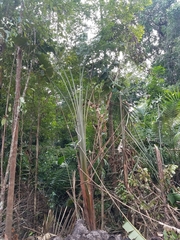 Phenakospermum guyannense