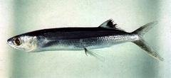 Margined Flyingfish photo 3
