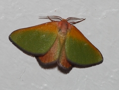 Eucrostes rufociliaria