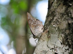 Archaeoprepona demophoon