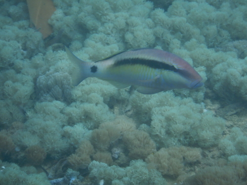 Bandstip-koraalmeerbaars (Parupeneus macronemus) — Mullidae — 4