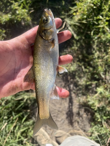 Blue chub (Gila coerulea) — Cyprinidae — 2