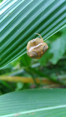 Cyrtarachne inaequalis