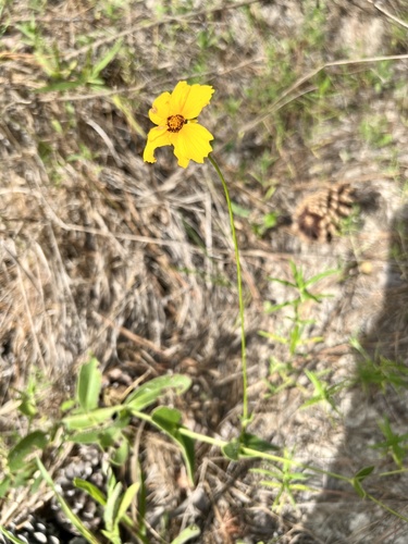 Coreopsis (Tickseed) plant photo (Coreopsis spp.)