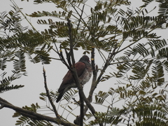 Patagioenas speciosa