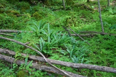 Asplenium scolopendrium americanum