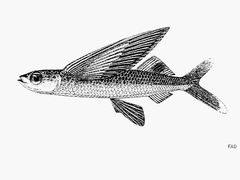 Blackspot Flyingfish photo 3