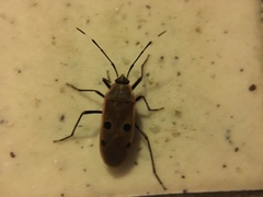 Physopelta quadriguttata