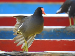 Gallinula galeata