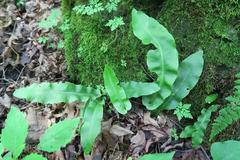 Asplenium scolopendrium americanum