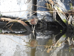 Butorides virescens